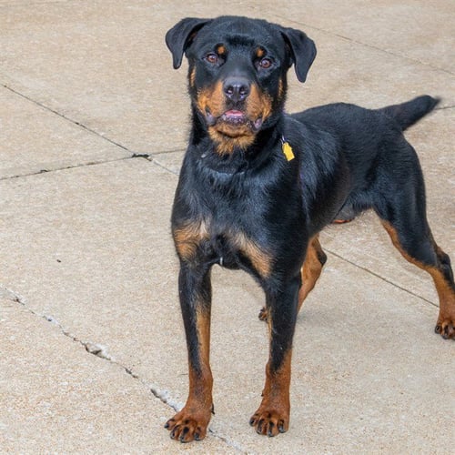 MONTANA - Rottweiler available for adoption