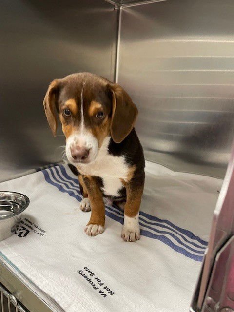 MUFASA - Beagle available for adoption