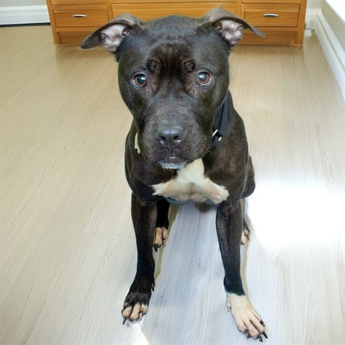 CARA - Pit Bull Terrier available for adoption