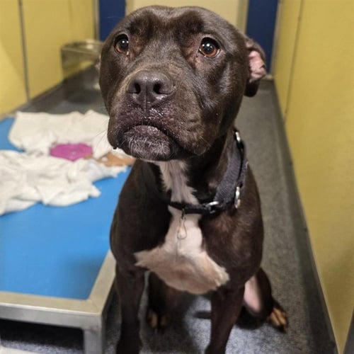 CARA - Pit Bull Terrier available for adoption