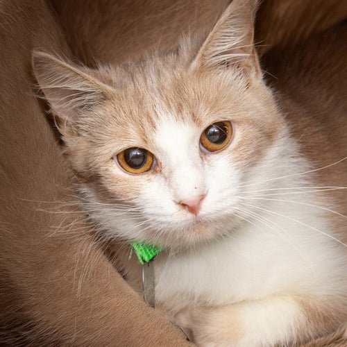 TAJIN - Domestic Short Hair available for adoption