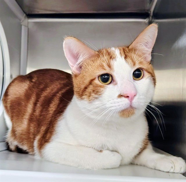 HEDGEHOG - Domestic Short Hair available for adoption