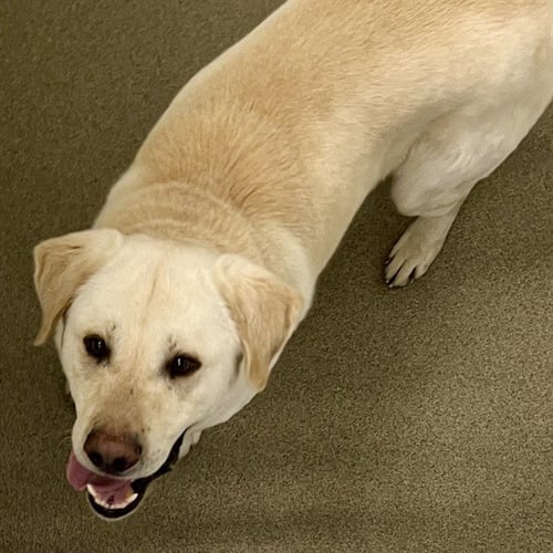 NIRO - Labrador Retriever / Great Pyrenees available for adoption