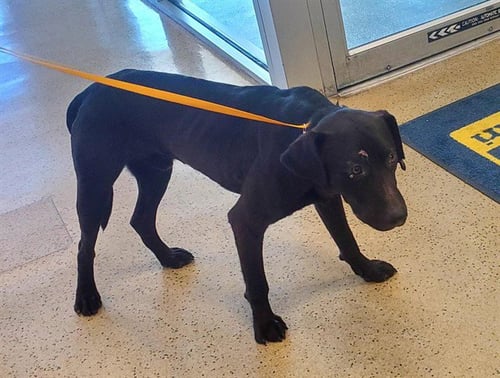 RANGER - Labrador Retriever for adoption in St. Louis
