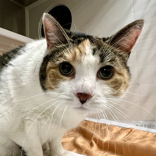 AURORA - Domestic Short Hair for adoption in St. Louis