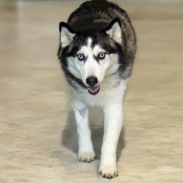 OREO - Siberian Husky available for adoption
