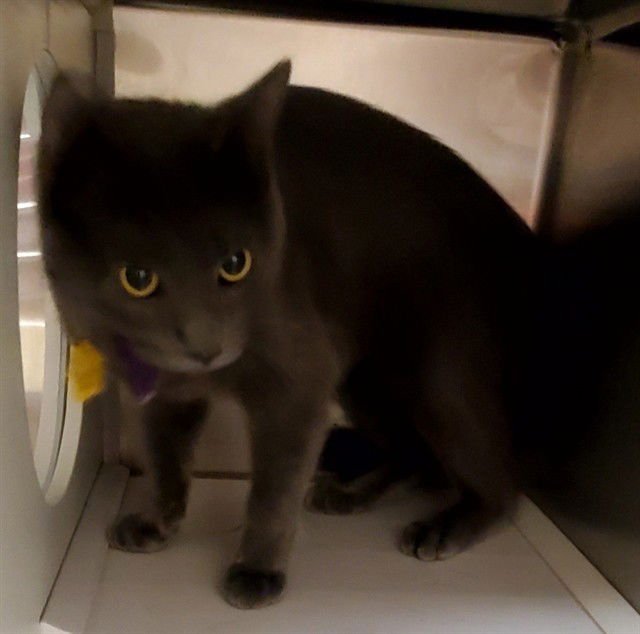 NIKO - Domestic Short Hair available for adoption