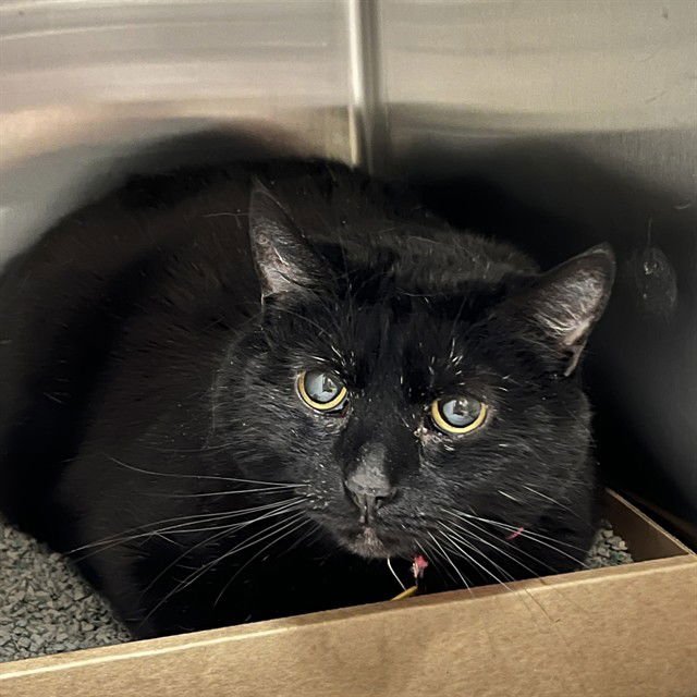 BLAZE - Domestic Short Hair available for adoption