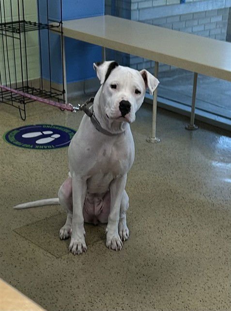 DORY - American Bulldog available for adoption