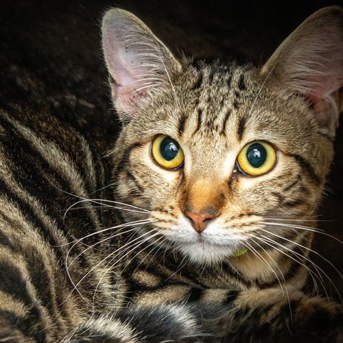 MOON - Domestic Short Hair available for adoption