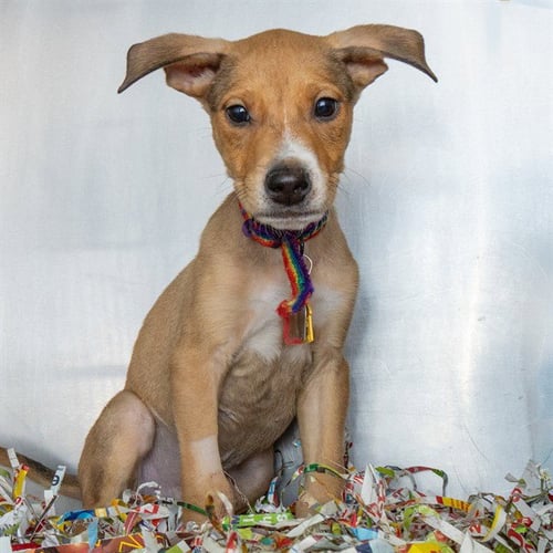 SNAPDRAGON - Siberian Husky / Doberman Pinscher available for adoption