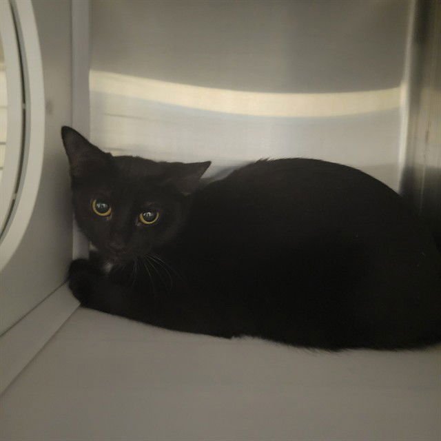 ONYX - Domestic Short Hair available for adoption