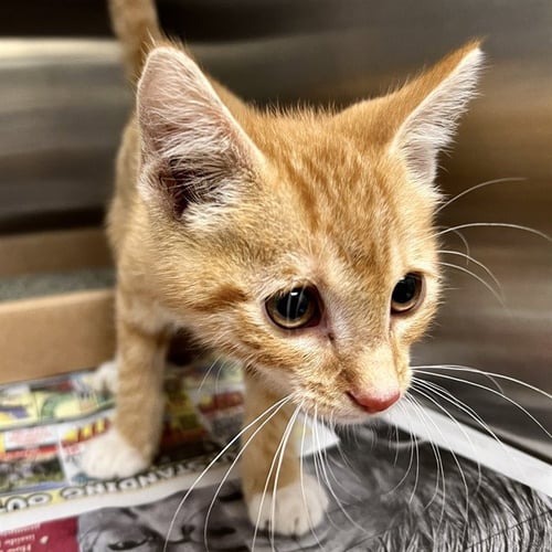 DOPPIO - Domestic Short Hair available for adoption