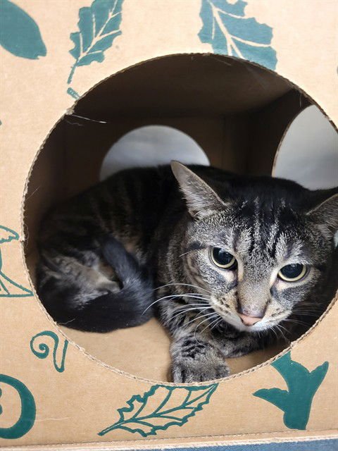 MARCY - Domestic Short Hair available for adoption