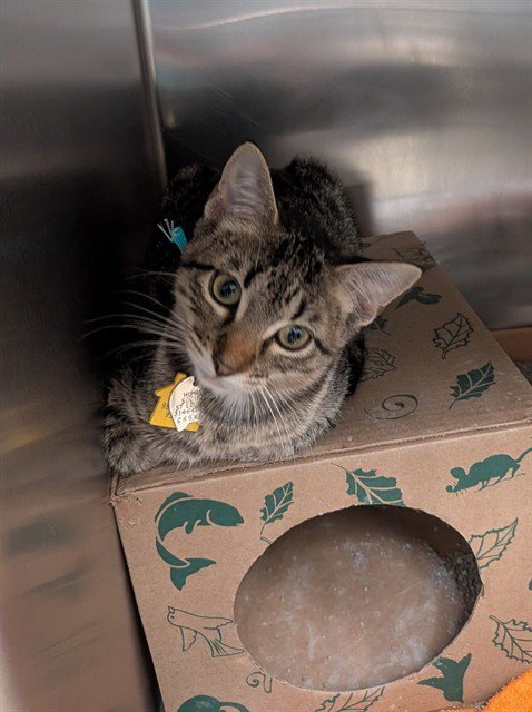 CRISP - Domestic Short Hair available for adoption