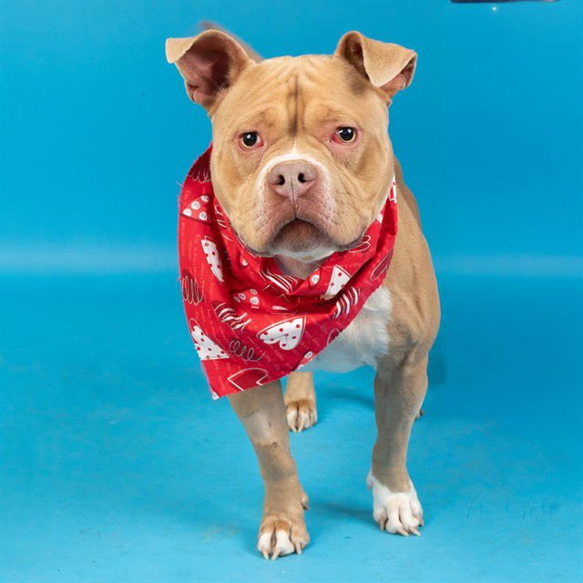 PROVOLONE - Pit Bull Terrier available for adoption