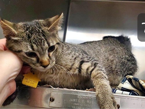 CARE BEAR - Domestic Short Hair available for adoption