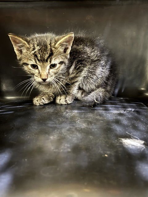 CAPUCHIN - Domestic Short Hair available for adoption