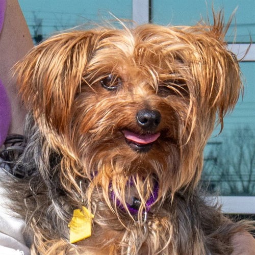 RUMI - Yorkshire Terrier Yorkie available for adoption