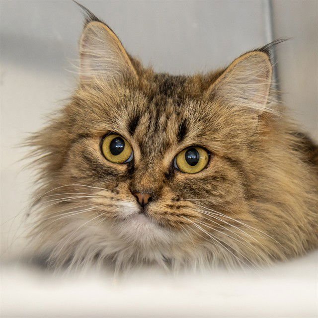 BETTY BOOP - Domestic Long Hair available for adoption