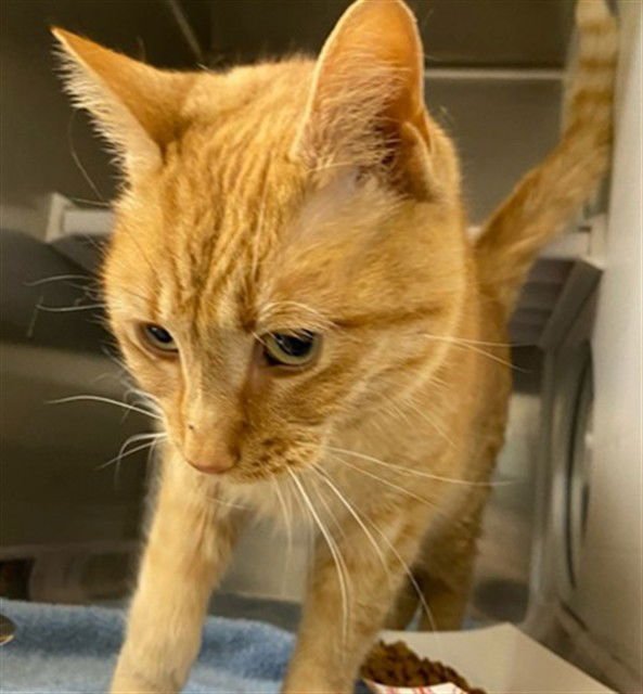 BUDDY - Domestic Short Hair available for adoption