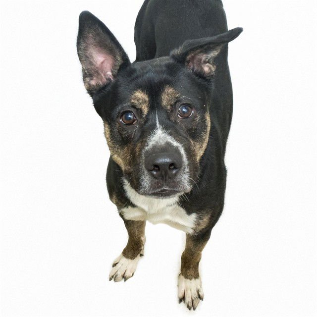 MACINTOSH - Pit Bull Terrier available for adoption