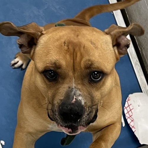PUNCHO - Pit Bull Terrier available for adoption