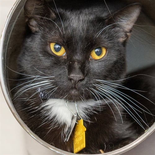 SUE BELLE - Domestic Short Hair available for adoption