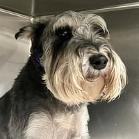 PEPPER - Photo 1