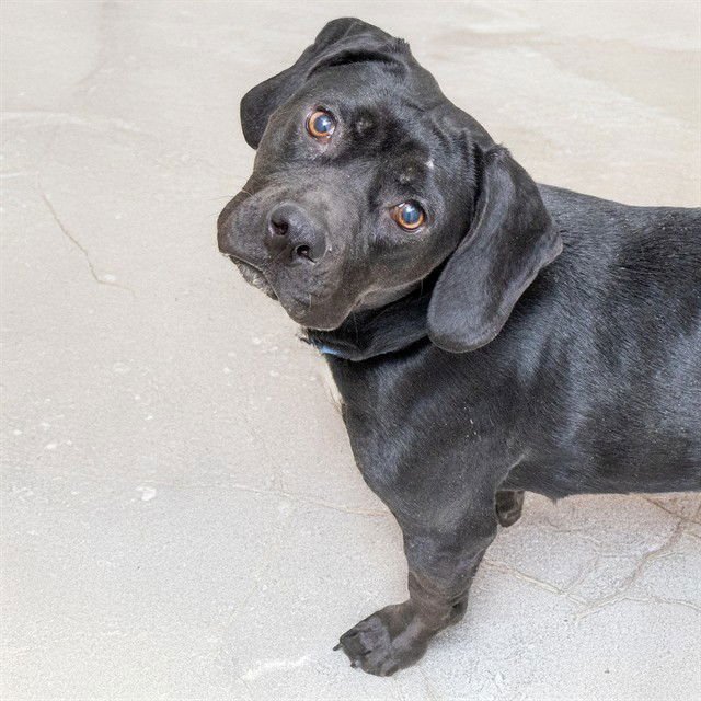 LUNA - Basset Hound / Labrador Retriever available for adoption
