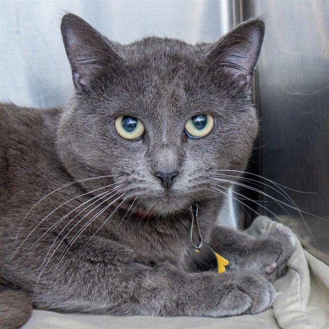 CHUCKEE - Domestic Short Hair available for adoption