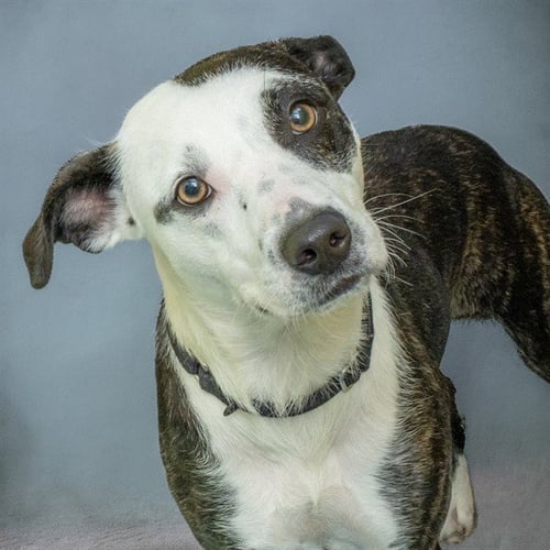 COOKIE BUTTER - Australian Cattle Dog/Blue Heeler available for adoption