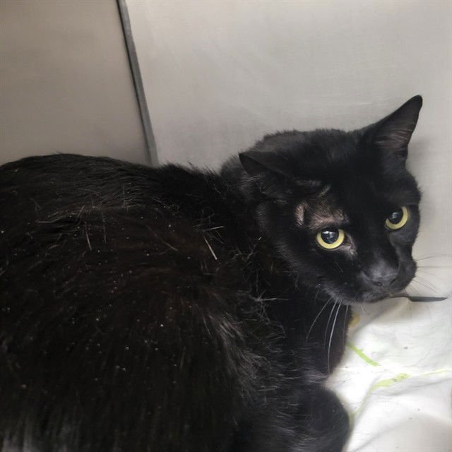 SHADOW - Domestic Short Hair available for adoption