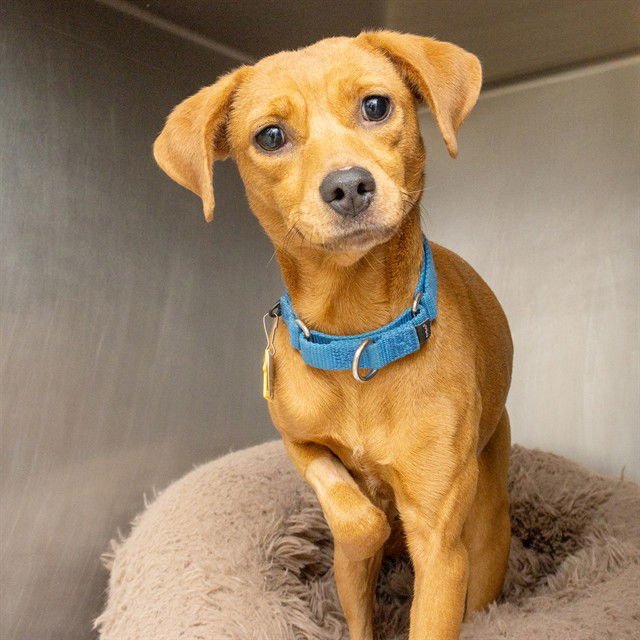 PEPPERONI - Chihuahua available for adoption