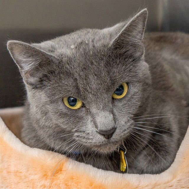 GONG - Domestic Short Hair available for adoption