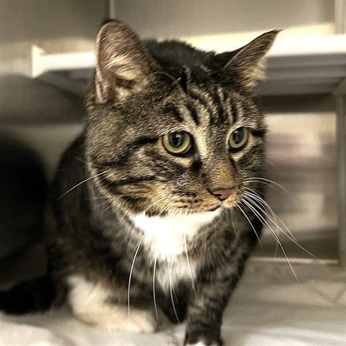 BOOTS - Domestic Short Hair available for adoption