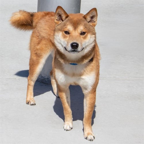 JIN - Shiba Inu available for adoption