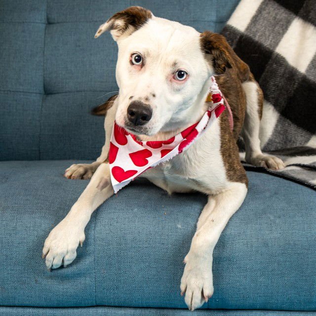 RUBY - Australian Cattle Dog/Blue Heeler available for adoption