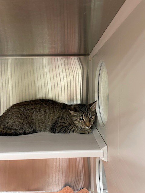 NAYLA - Domestic Short Hair for adoption in St. Louis