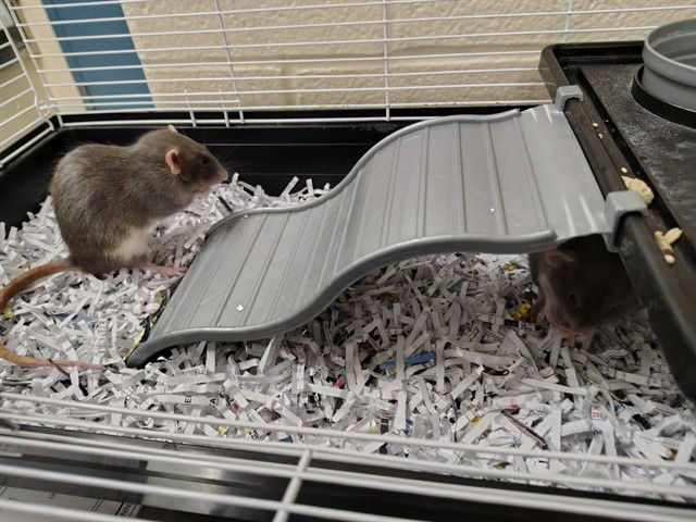 IRIS - Rat available for adoption