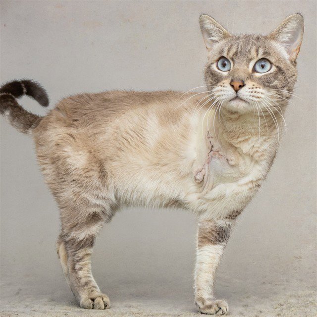 LYNX Image