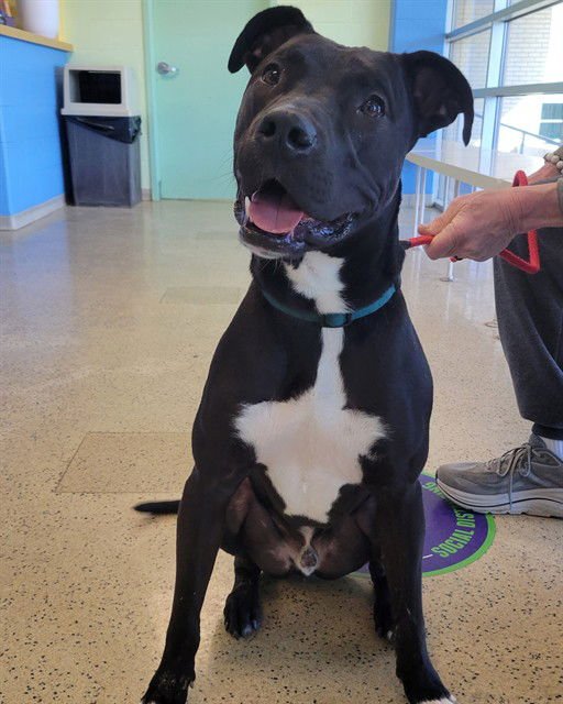 GORBY - Pit Bull Terrier available for adoption