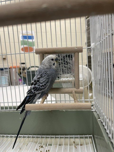 KEATS - Parakeet - Other available for adoption