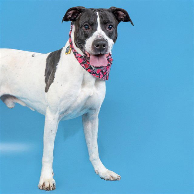 DUNKLIN - Pit Bull Terrier available for adoption