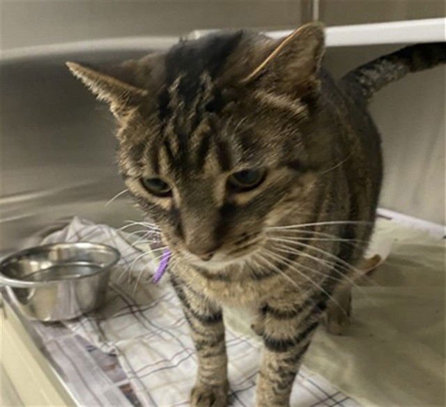 MR BIG - Domestic Short Hair available for adoption