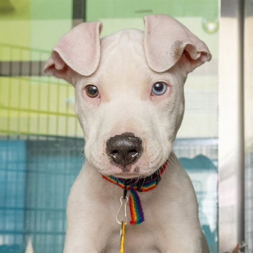 ASTRO - Pit Bull Terrier available for adoption