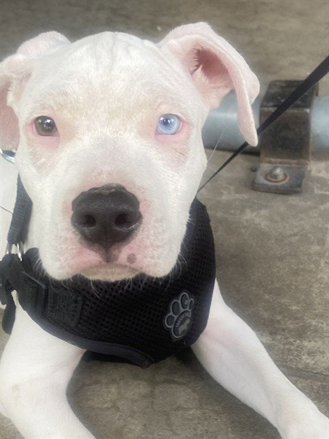 ASTRO - Pit Bull Terrier available for adoption