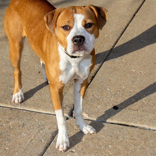 DAISY - Pit Bull Terrier available for adoption