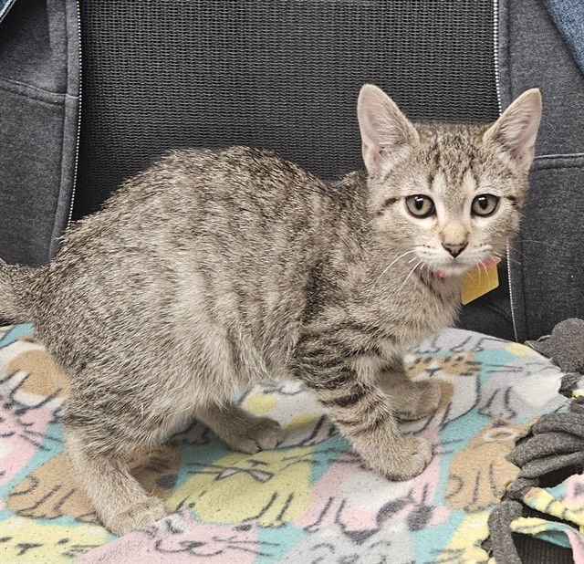 BIRDIE - Domestic Short Hair available for adoption