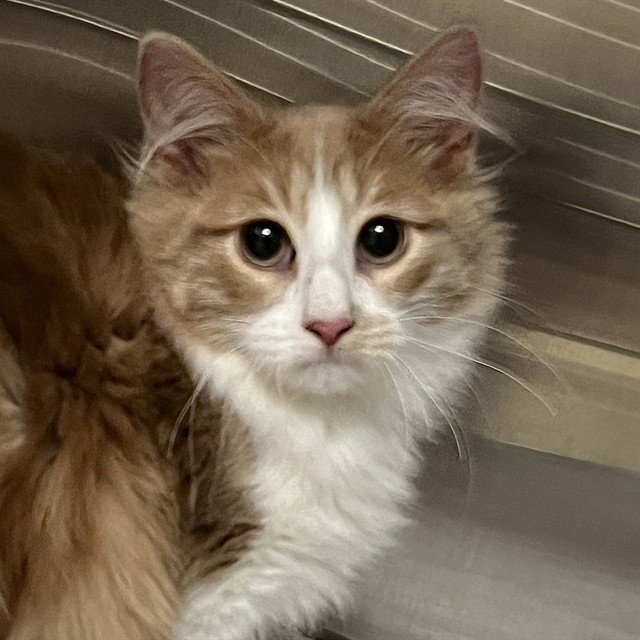 GINGIE - Domestic Long Hair available for adoption